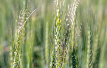 Ears of green wheat close-up, like a background