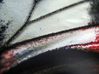 butterfly wings at higher magnification