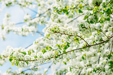 White Apple Tree Flowers In Spring