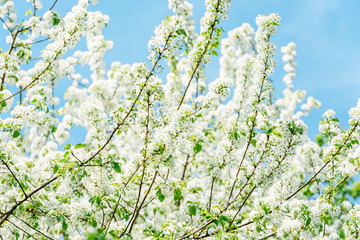 White Apple Tree Flowers In Spring