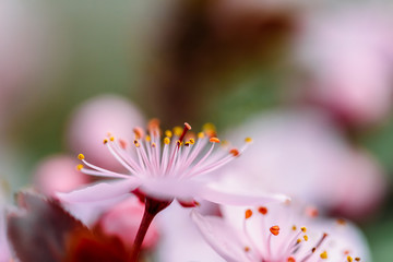 Pink Tree Flowers Blossom Close Up In Spring