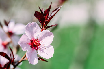 Pink Tree Flowers Blossom Close Up In Spring