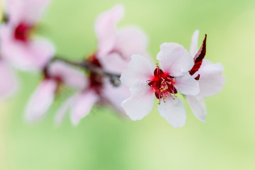 Fototapeta na wymiar Pink Tree Flowers Blossom Close Up In Spring