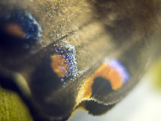 butterfly wings at higher magnification
