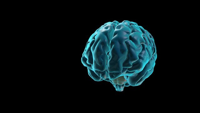 BRAIN-Pons
Human Brain Atlas