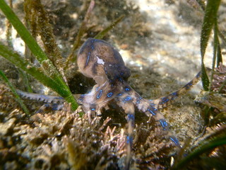 Blue Ringed Octopus, Blaugeringelte Kraken, Hapalochlaena