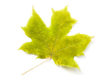 Close-up green maple leaf on white background.