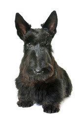 young scottish terrier