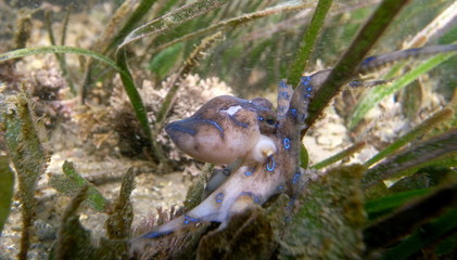 Blue Ringed Octopus, Blaugeringelte Kraken, Hapalochlaena