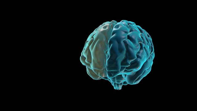 BRAIN-Right hemisphere
Human Brain Atlas