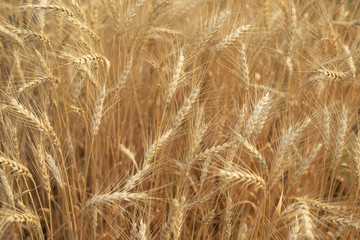Barley rice field and ready to harvest.