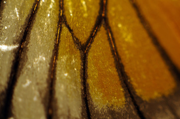 butterfly wings at higher magnification