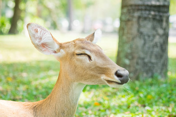 fawn deer close up