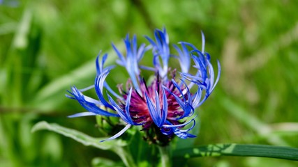 Kornblumen, blaue Blüten