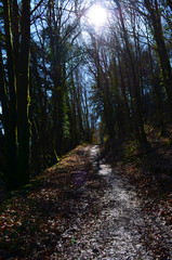 Lumière en forêt