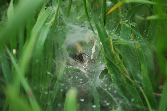 Agelena labyrinthica, spider