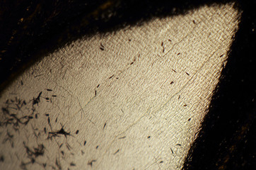butterfly wings at higher magnification
