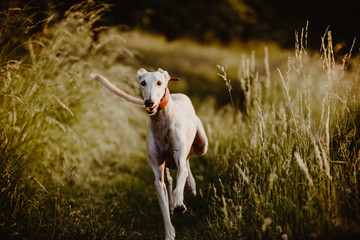 Fototapeta premium rennender Windhund