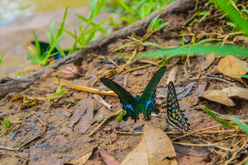 Green abd blue on soil.