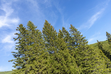 Beautiful evergreen pine trees, under clear sky
