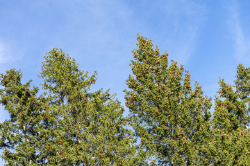 Obraz premium Beautiful evergreen pine trees, under clear sky