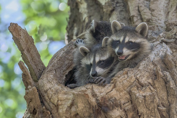 Fototapeta premium Young Raccoons- Procyon lotor