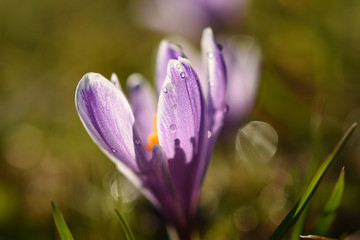Wiesenkrokus im Morgenlicht mit Tautropfen