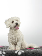 Coton de Tulear puppy portrait. Image taken in a studio with white background. 