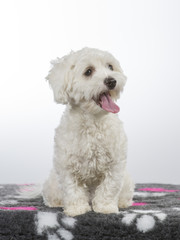 Coton de Tulear puppy portrait. Image taken in a studio with white background. 