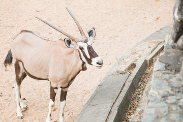 gemsbok at the zoo
