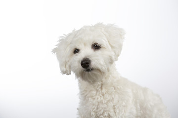 Coton de Tulear puppy portrait. Image taken in a studio with white background. 