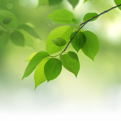 Fototapeta na wymiar Green natural background,greenery background