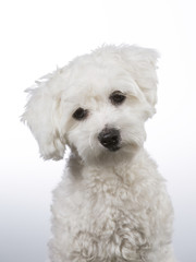 Coton de Tulear puppy portrait. Image taken in a studio with white background. 