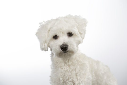 Coton de Tulear puppy portrait. Image taken in a studio with white background. 
