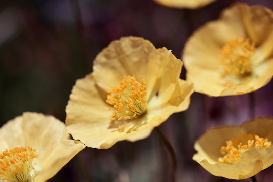 Gelber Bergmohn in Nahaufnahme