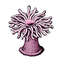 Sea anemone. Vector sketch © Marina