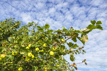 Fototapeta na wymiar Apple tree