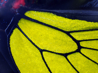 butterfly wings at higher magnification