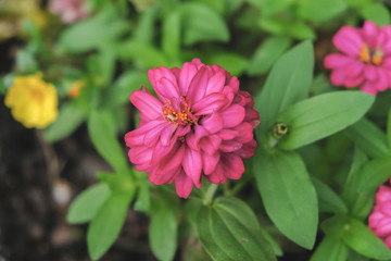 Obraz premium Spring Bloom