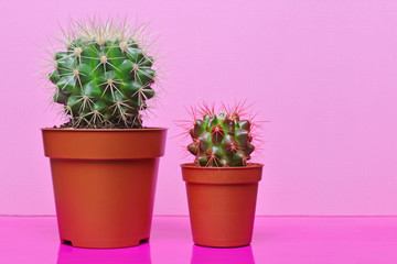 Small green cacti on bright pink background
