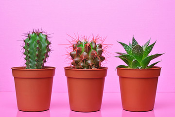 Small green cacti on bright pink background