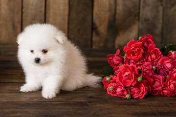 Little Pomeranian spitz-dogpuppy.It can be used as a background