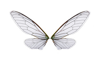 Fototapeta na wymiar a pair of cicada wings isolated on white nbackground