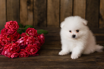 Little Pomeranian spitz-dogpuppy.It can be used as a background