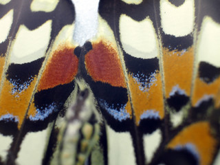 butterfly wings at higher magnification
