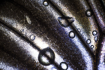 butterfly wings at higher magnification