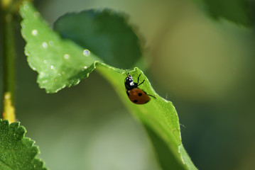 Coccinella