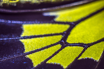 butterfly wings at higher magnification