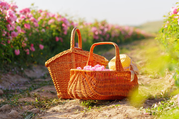 Basket with flower from pink oil roses.