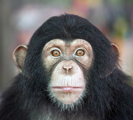 Chimpanzee funny.